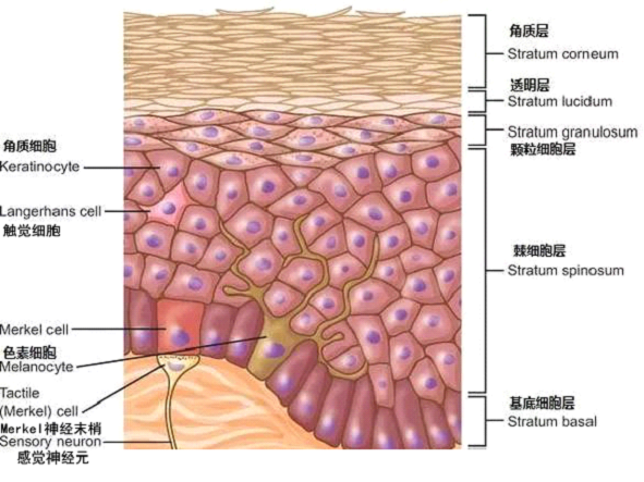 孚美达乳膏是如何淡化皮肤色素的？